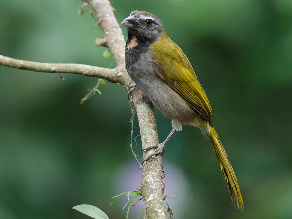 <h3><a href="/trips/costa-rica/biota/animalia/chordata/aves/040 passeriformes/129 cardinalidae/saltator maximus/saltator maximus-nl.html">Saltator&nbsp;maximus</a> / Buff‑throated&nbsp;saltator / Bontkeelsaltator</h3>OM-1 Mark II met OLYMPUS M.150-400mm F4.5, 1/500 sec  bij F4.5, ISO 10000, afstand 5.58&nbsp;m
